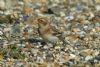 Snow Bunting at Southchurch Seafront (Richard Howard) (62976 bytes)